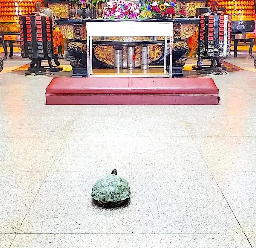 影/台南「神龜」颱風天爬百米登廟「拜墊前停下」　整整1小時