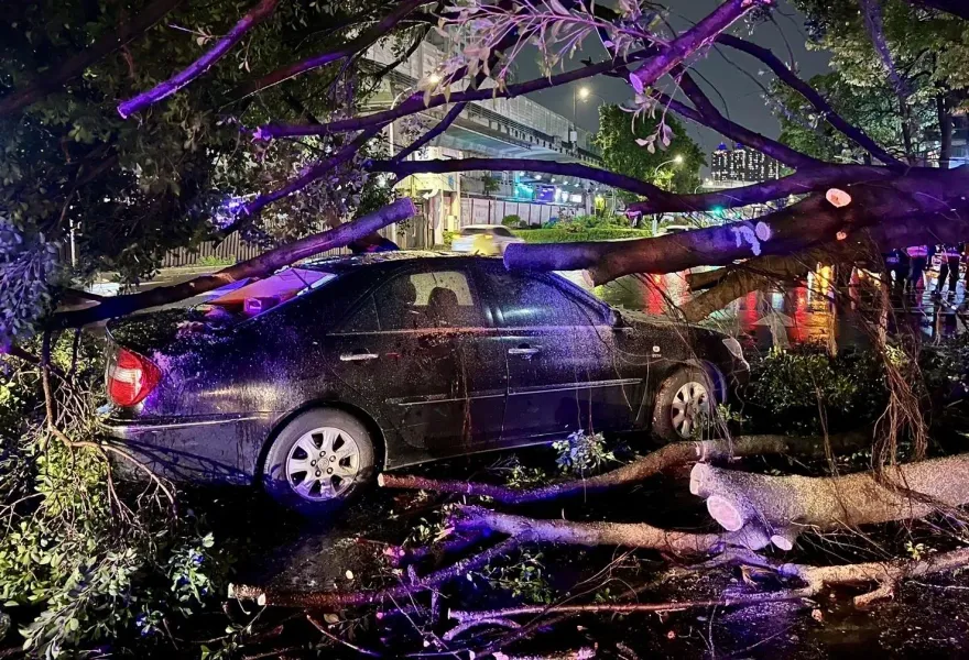 快訊/驚恐瞬間曝！板橋10米高巨樹倒塌砸中轎車　車上父子自行爬出奇蹟無傷