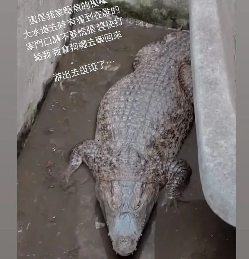 嘉義淹水…養的鱷魚游走了！路邊遊蕩民眾嚇壞　主人：我拿狗繩去牽回來