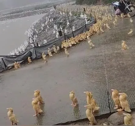 「鴨子聽雷」是真的！雨天鴨群「定格仰望天」　羽毛富有油脂可順毛