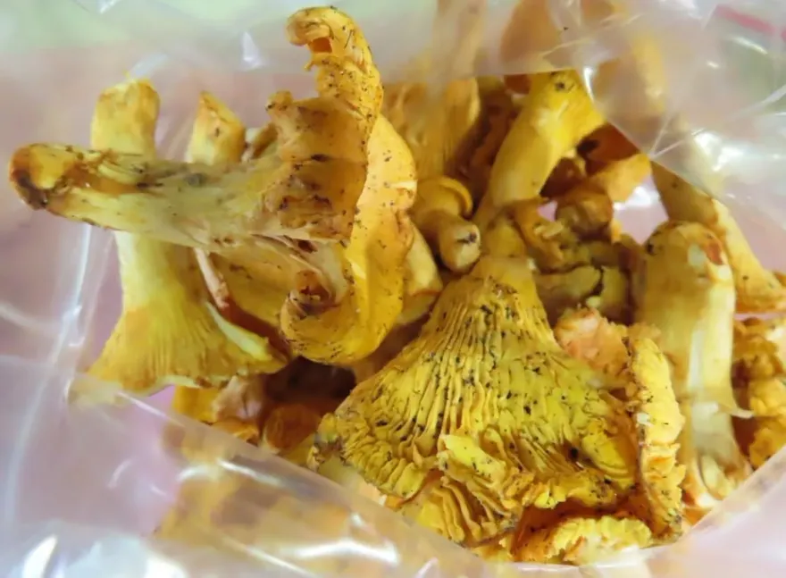 快訊/立陶宛進口「黃蘑菇」驗出輻射不合格！　食藥署：必須退運或銷毀