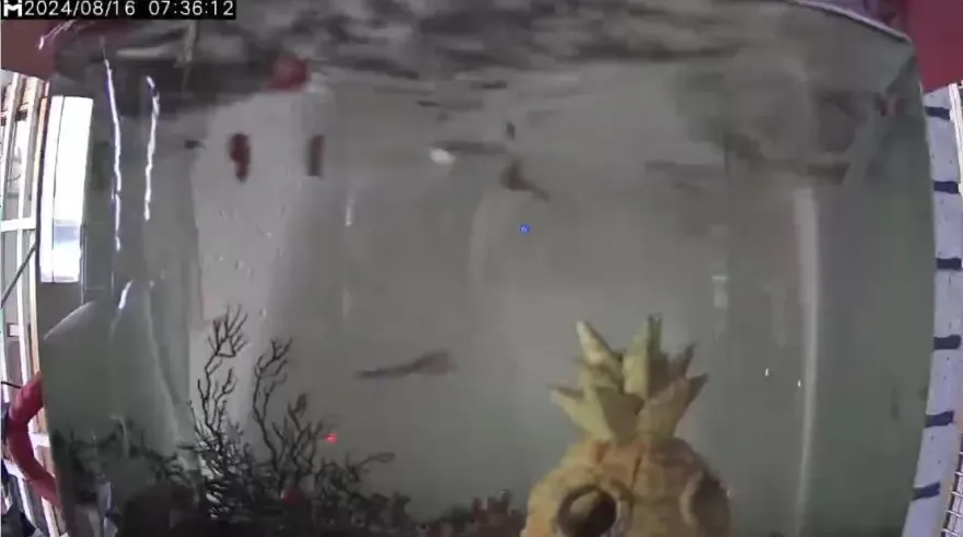 影/花蓮一早連7震！魚缸搖到「水噴出來」　2件電梯受困