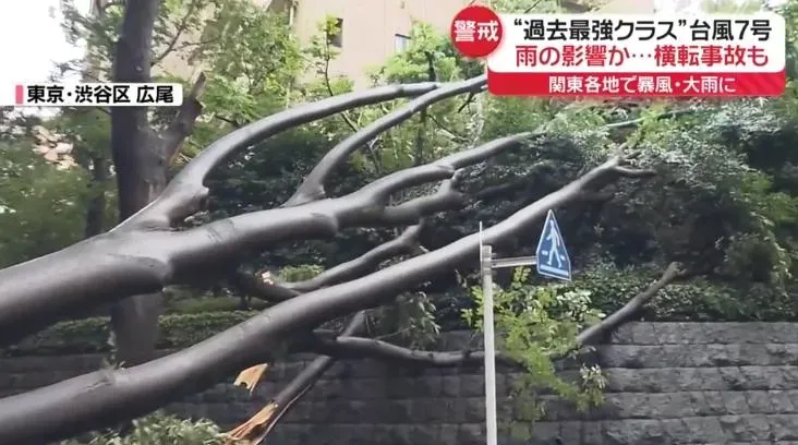 影/「史上最強」安比颱風挾強風暴雨襲日本　東京澀谷樹木遭吹斷