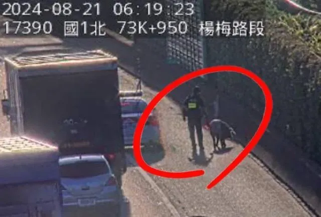 快訊/國道追豬影片曝！國1北向72.9K楊梅段「載豬車追撞」員警忙「追捕」
