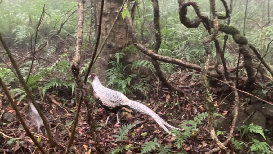 陽明山步道驚見「仙氣怪鳥」！疑外來種雜交後代　陽管處急捕獲