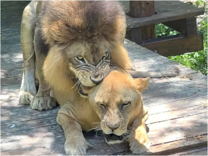 壽山動物園母獅發情「一天激戰40回」　園方：蹲點保證有精彩畫面