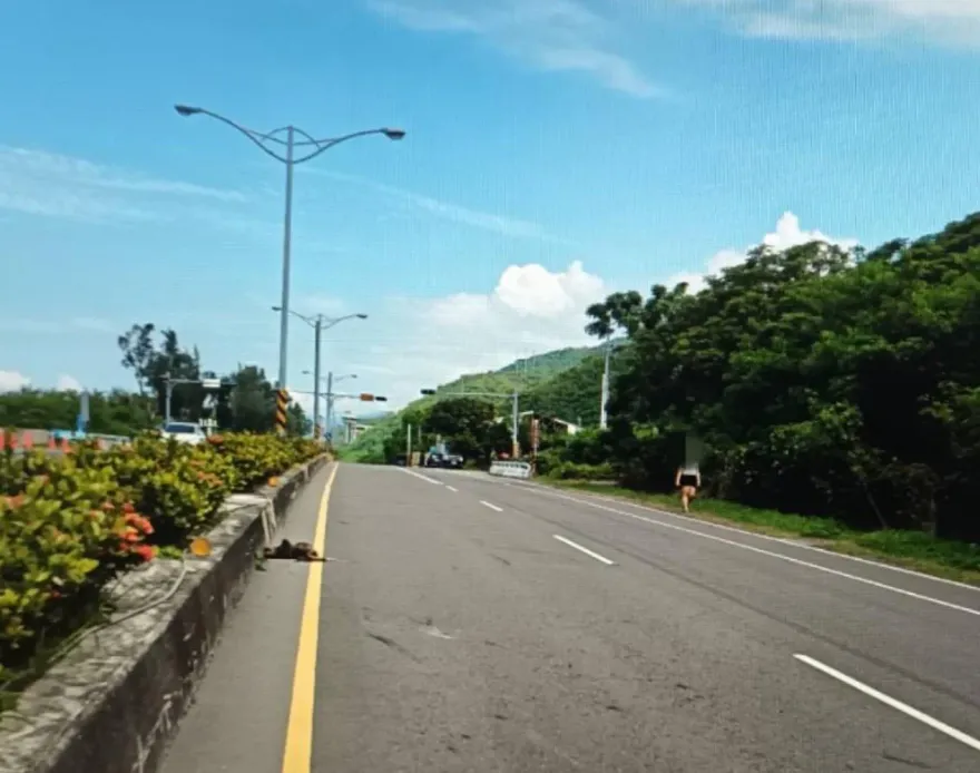 屏東公路潑猴誤入車道！當場遭活活撞死　血流一地