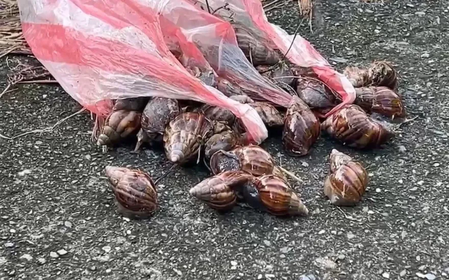 台東蝸牛小米粽中毒3死　賴坤成曝這款食物叫「阿拜」