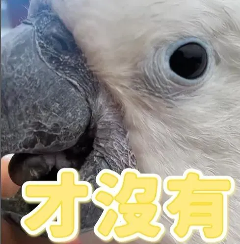 聰明鸚鵡離家出走兩天直呼「好玩」　媽問有想我嗎秒回：才沒有！