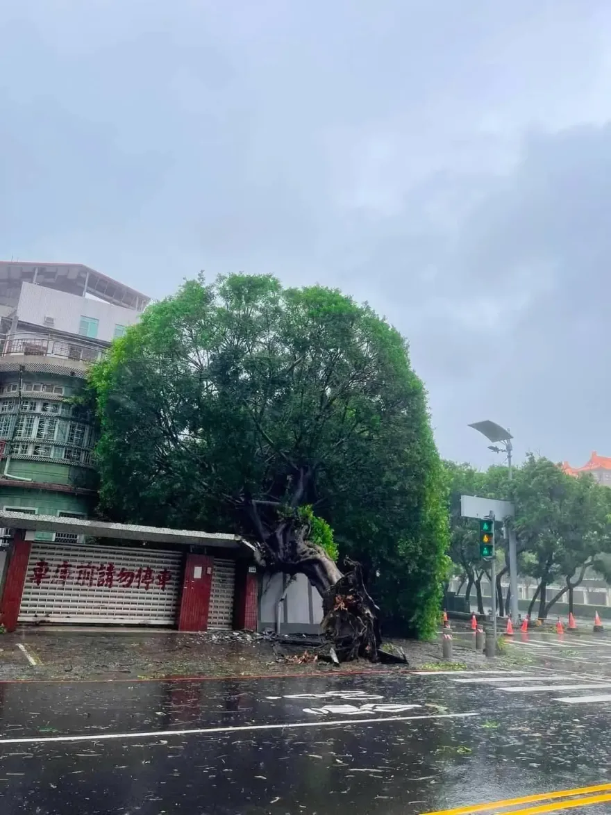 快訊/高雄樹倒災情！光陽共同創辦人起家厝旁地標「安全帽大樹」　慘遭連根拔