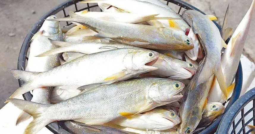 黃魚、午魚驗出「動物用藥、抗生素」！　新北、台南販售地點曝光