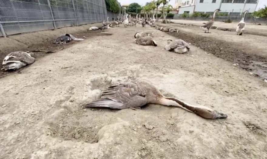 237隻鴨鵝突猝死！彰化善人求媽祖緝凶成功　今捐20萬還願
