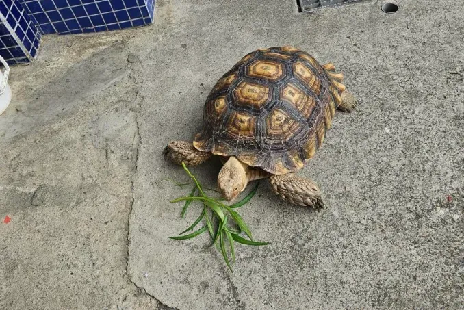 蘇卡達象龜逃家逛大街！　桃園熱心警「扛回」幫找飼主