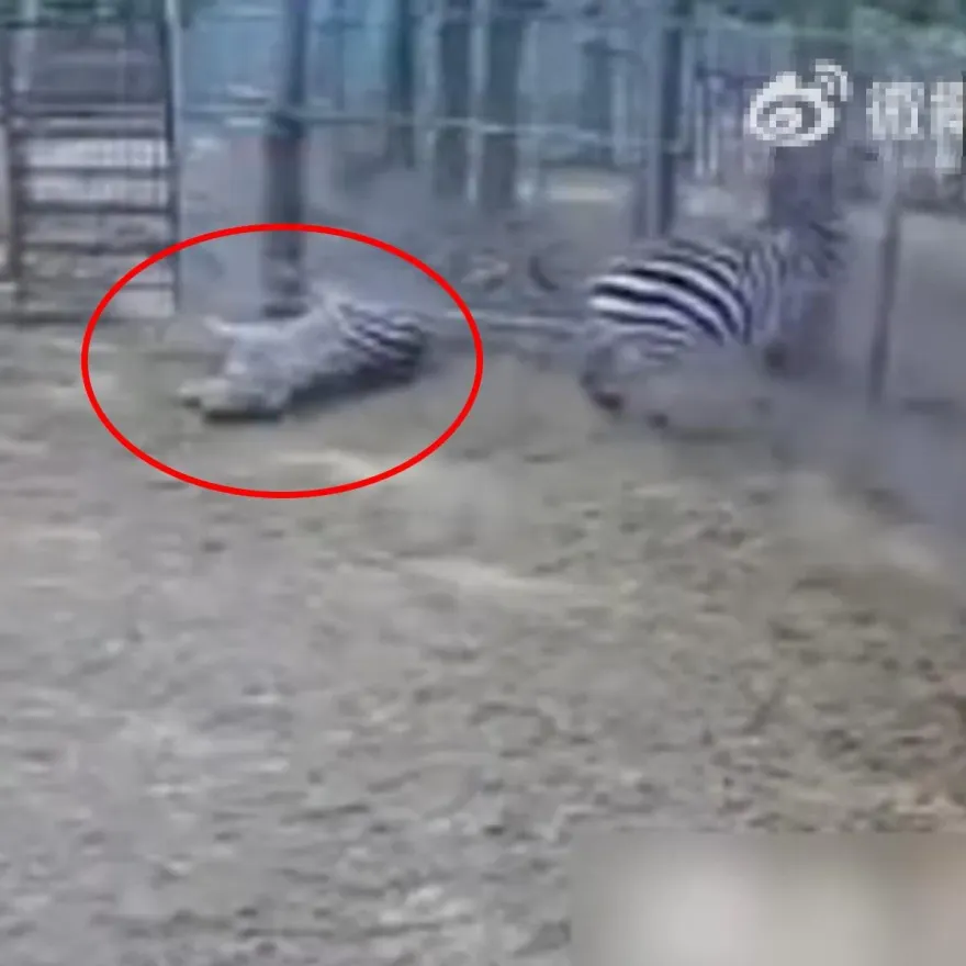 影/疑受驚！河南動物園斑馬「突發狂猛撞護欄」斃命　遊客竟笑：哈哈撞暈了