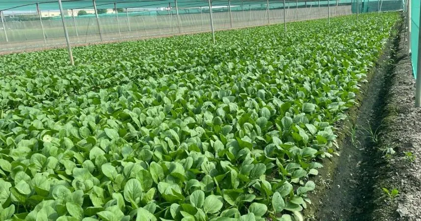 颱風後萵苣大漲41元！　農糧署：加強釋出庫存冷藏蔬菜