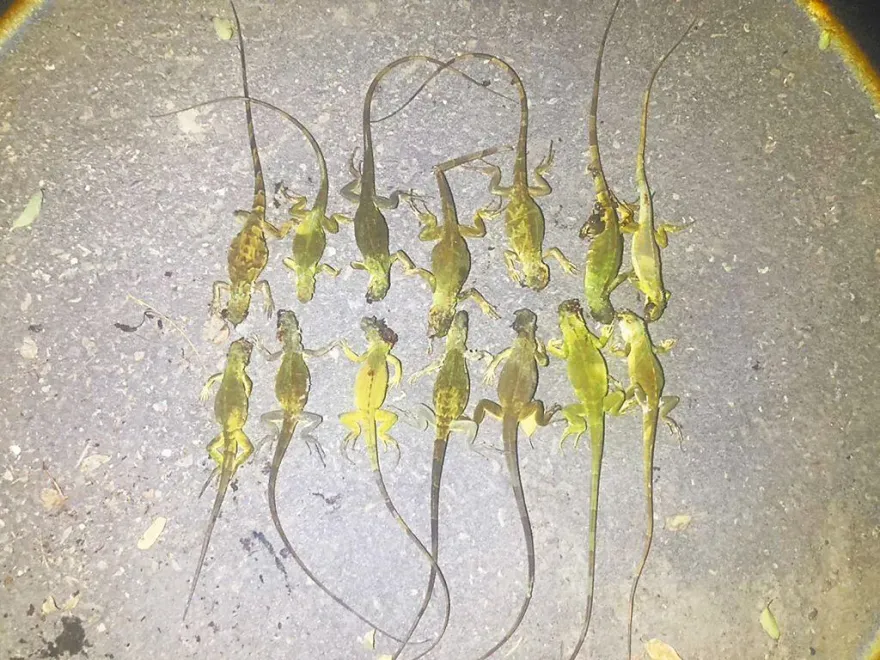 綠鬣蜥為何只流竄中南部！？網分析溫度、都市化程度難生存　過不了濁水溪