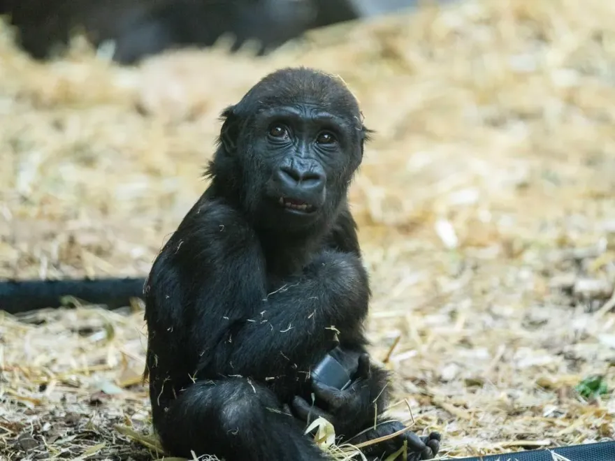 人為疏失釀禍！加動物園2歲大猩猩「頭遭門重擊」慘死