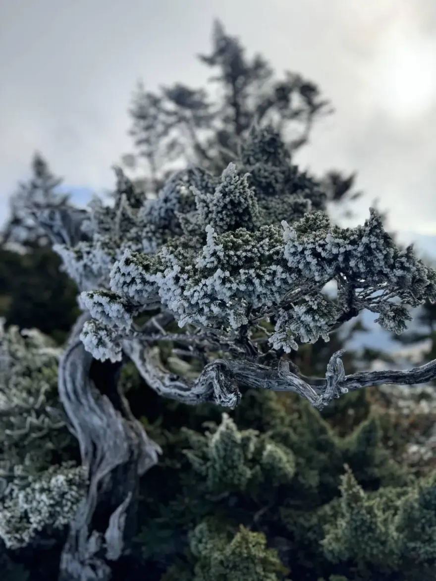 影/雪霸山區銀白霜珠掛樹梢　雪管處急籲：提防風寒、水寒效應
