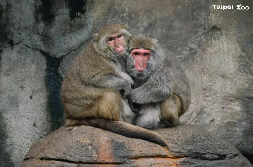 冷氣團發威！動物園菜單添薑加肉禦寒　麻布袋保暖
