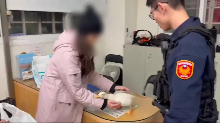 影/萌寵流浪記！柯爾鴨走失飼主急報案　老翁撿走遭送辦