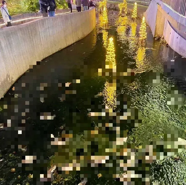 平安夜大量魚死亡悲劇！台中綠川、柳川「浮屍一片」嚇壞遊客