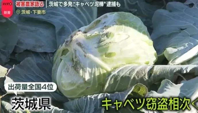 3200個高麗菜不見了…陸籍兄弟聯手犯案遭日警逮