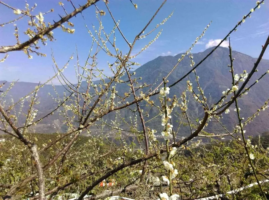 南投信義鄉捎花信！梅花開近2成　1/4起交管23天