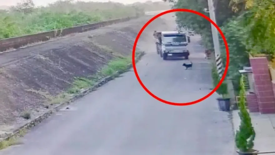 影/砂石車碾死浪浪！檢方認為「蓄意轉向」　殘忍駕駛遭起訴