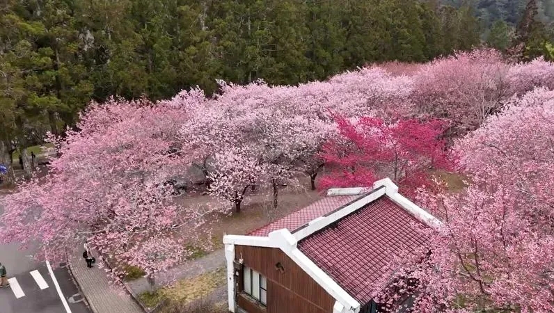 影/228瘋賞櫻！武陵農場開8、9成　浪漫粉紅花海滿山頭