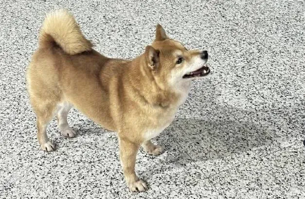 萌犬襲警！走失柴柴被送至派出所　帥警竟遭「咬著不放」