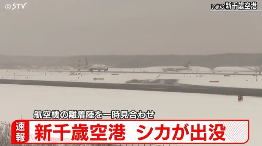 影/2小鹿亂闖！日本新千歲機場急關跑道　客機盤旋1小時苦等