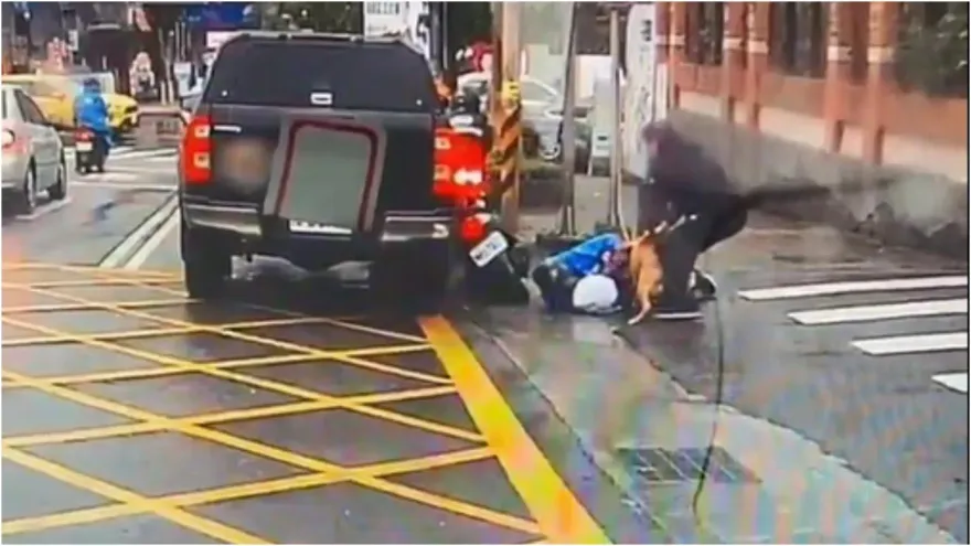 影/比特犬突跳車窗！瘋狂咬等紅燈騎士　驚悚瞬間曝