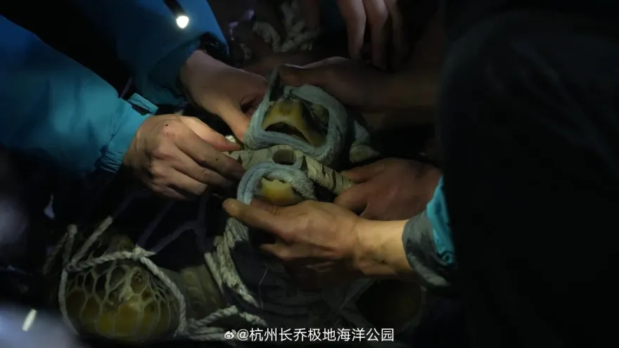 逛海洋公園亂餵「袋裝鱈魚腸」　陸男害12海龜排隊照胃鏡