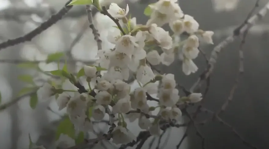 影/霧鎖櫻王花期推遲！苗栗觀霧「朦朧美」　3月中旬後迎來盛開