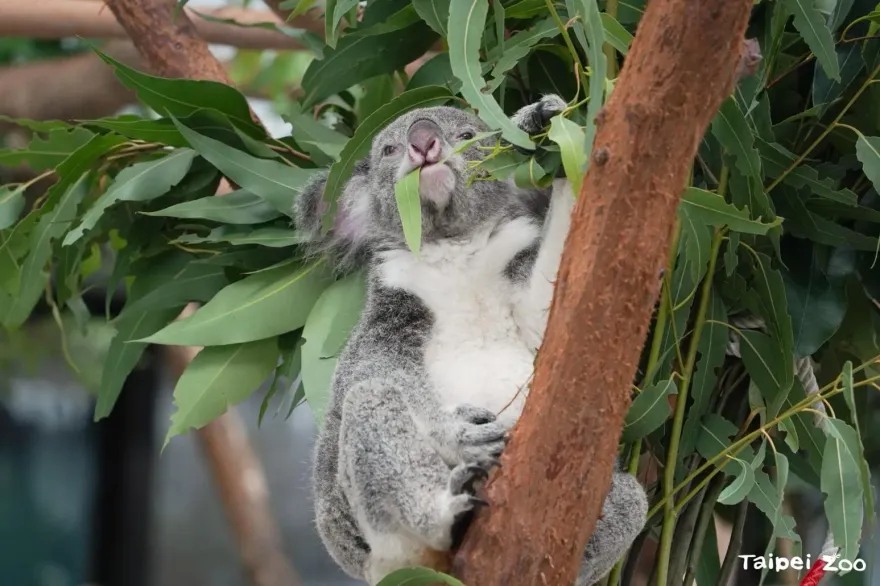 「非桉不可」！木柵動物園為無尾熊種出一片桉樹林