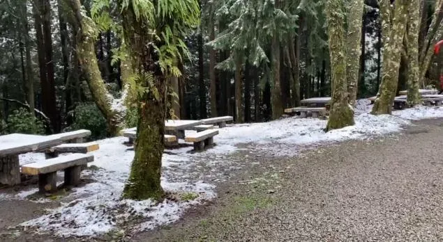 影/寒流發威！海拔不到2千米下雪了　觀霧山莊積雪5cm