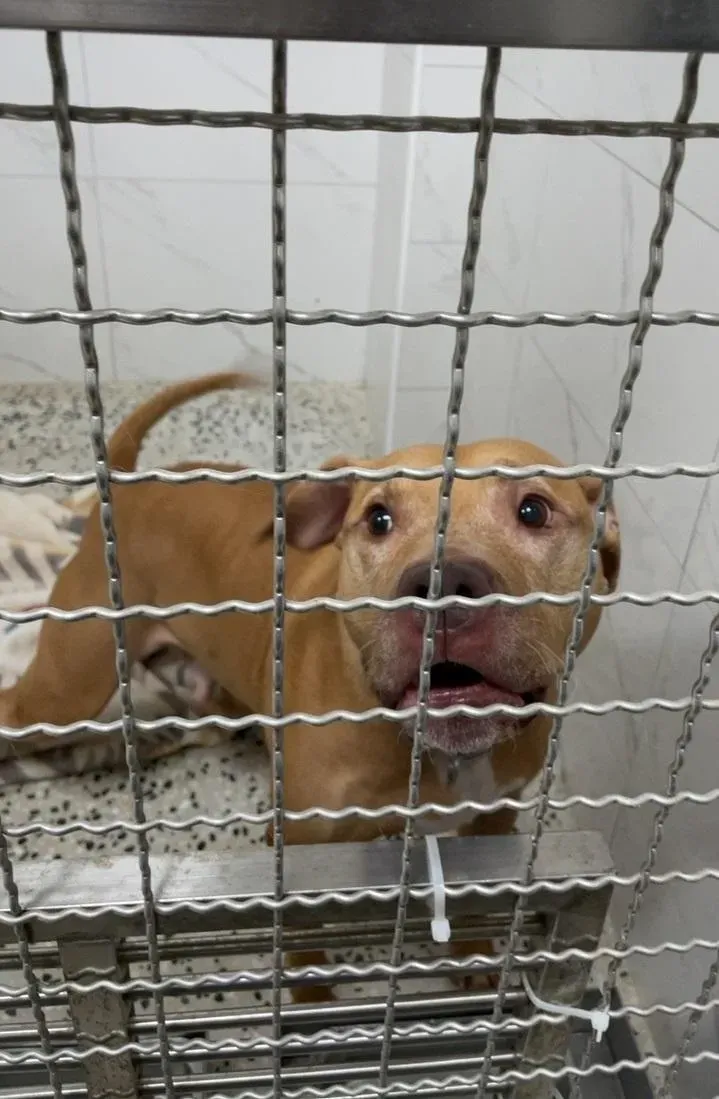 放棄抵抗！「自開車窗比特犬」遭沒入　飼主：訴願不提了會賠償