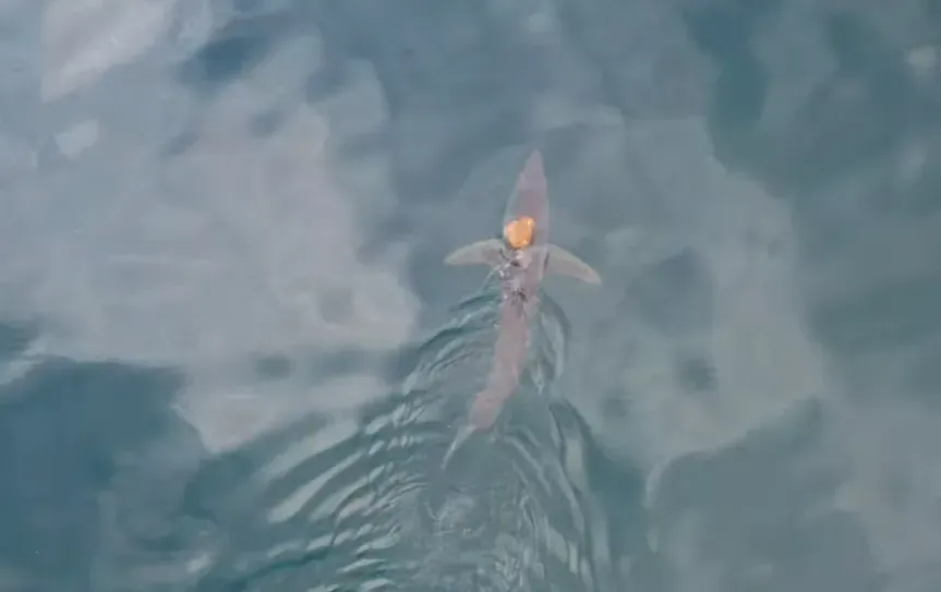 影/鯊魚「戴橘帽」？科學家一看驚呆：竟是八爪章魚騎鯊