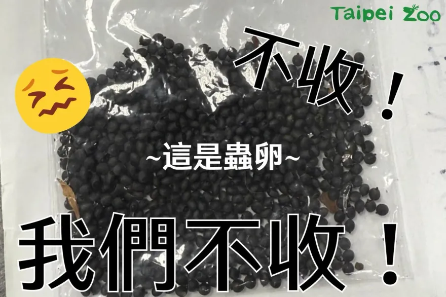 北市動物園突收惡意郵件「塞滿詭異黑籽」　竟是竹節蟲卵