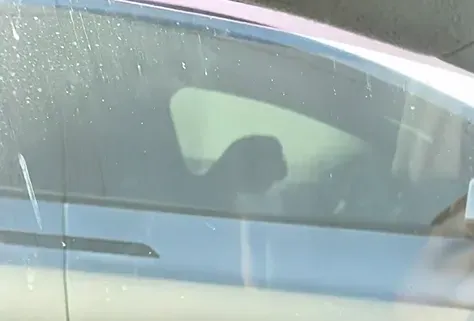 影/特斯拉開自駕國道打瞌睡　網噱：看隔壁車在幹嘛吃飽撐著