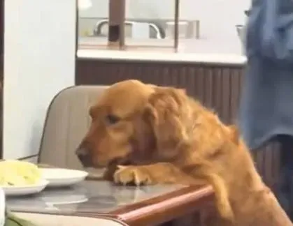 主人離座拿醬料！黃金獵犬跳上桌「10秒吞完整份水餃」