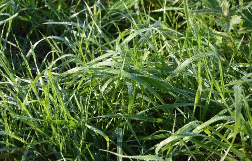 掃墓遠離蟲蟲危機！今年累計9起恙蟲病「花東地區」最多