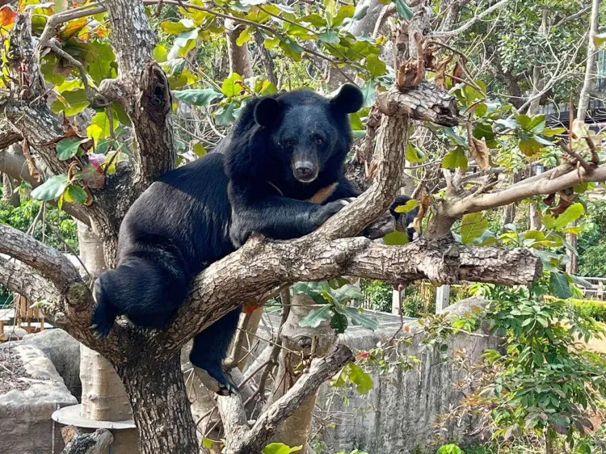 影/壽山動物園黑熊「波比」、「黑皮」慶生　可愛超萌照曝