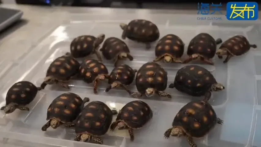 影/28隻活體龜綁腰腹闖關！2旅客神情異常遭陸海關抓包