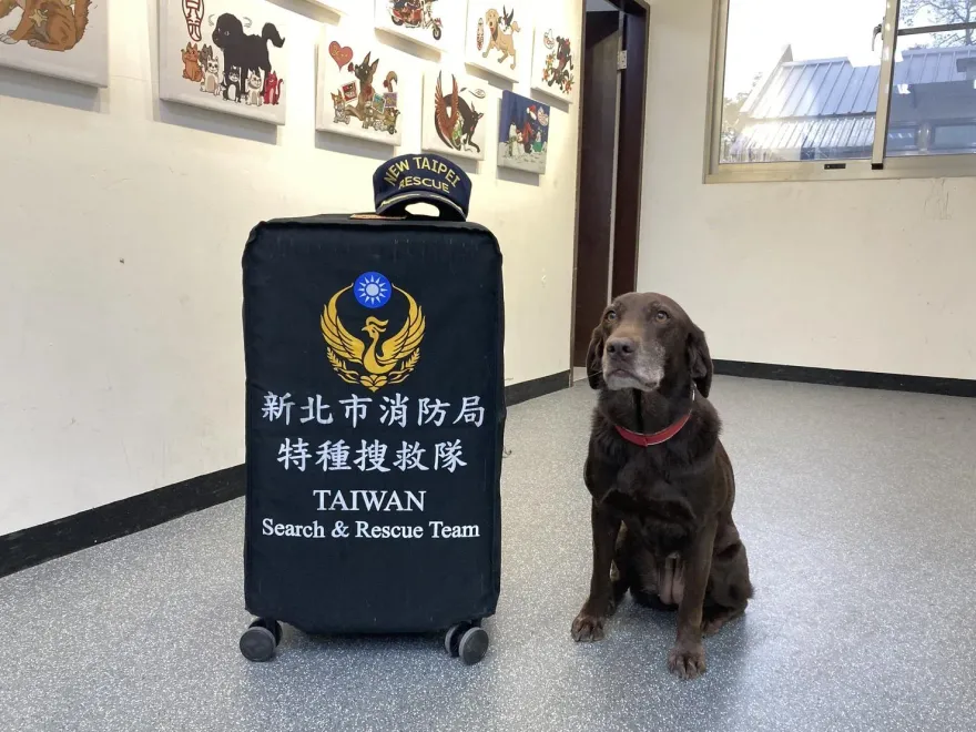 曾支援太魯閣出軌！新北搜救犬Amei　待命緬甸強震萌樣曝