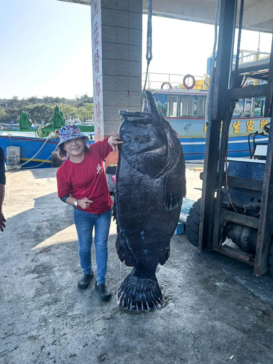影/超罕見！捕獲巨大龍膽石斑　重達127Kg「跟人一樣高」