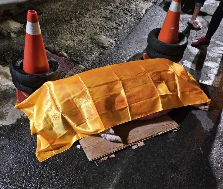 新竹明星豬遭輾斃「死前痛苦哀號」　網轟飼主：不用繫繩？