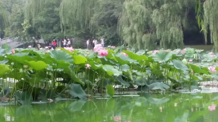 少吃油膩、辛辣食物！中醫：清明時節肝氣旺盛　脾胃較弱