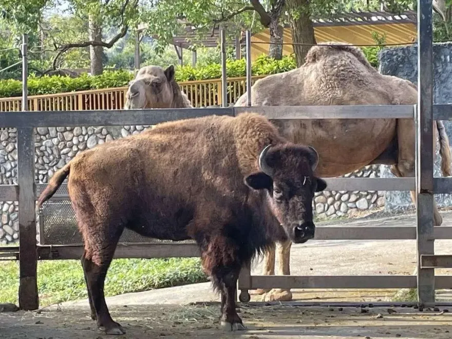 壽山動物園與六福村締結姊妹園　美洲野牛娜娜迎新夥伴
