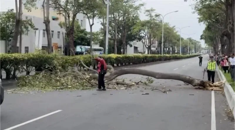 影/最美風景！大甲媽遶境路樹遭大風吹倒　信眾合力搬離